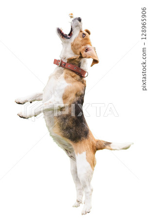 Tricolor beagle dog standing on hind legs and catching a treat in mid-air, isolated on white background Tricolor beagle dog standing on hind legs and catching a treat in mid-air, isolated on white background 128965906