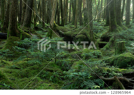 Moss Forest Yatsugatake Moss Forest Yatsugatake 128965964