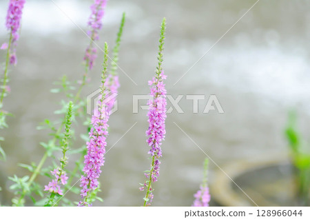 LYTHRACEAE, Lythrum salicaria or Lythrum salicaria L and hybrid or Purple Loosestrife or purple lythrum or spiked loosestrife or purple flower or violet flower LYTHRACEAE, Lythrum salicaria or Lythrum salicaria L and hybrid or Purple Loosestrife or purple lythrum or spiked loosestrife or purple flower or violet flower 128966044