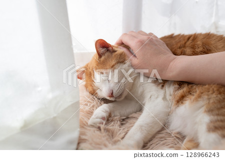 撫摸一隻貓，棕色虎斑白 128966243