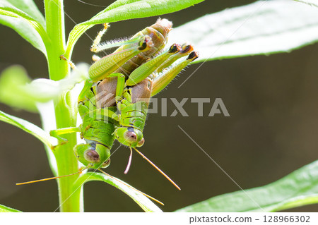 A male Yamato buttercup riding on the back of a female 128966302
