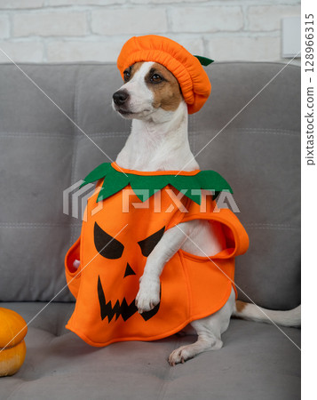 Jack Russell Terrier dog in pumpkin costume next to jack o lantern on sofa.  128966315