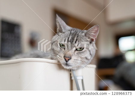 放鬆貓，沙巴特拉貓 128966373