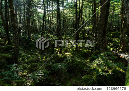 Moss Forest Yatsugatake Moss Forest Yatsugatake 128966376