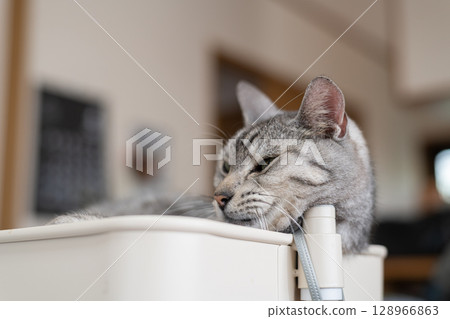 放鬆貓，沙巴特拉貓 128966863