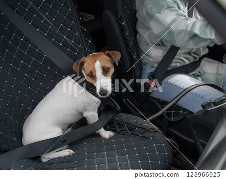 Jack Russell Terrier dog sits in a car with a seat belt. Jack Russell Terrier dog sits in a car with a seat belt. 128966925