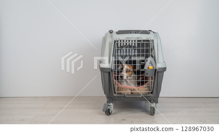 Jack Russell Terrier Dog in Pet Travel Bag. Jack Russell Terrier Dog in Pet Travel Bag. 128967030
