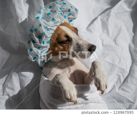 Jack Russell Terrier in a shower cap and towel. Dog spa.  128967095