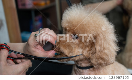 Groomer grooming a chocolate mini poodle. Groomer grooming a chocolate mini poodle. 128967105