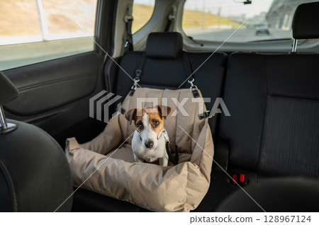 Jack Russell Terrier Dog in a Special Car Seat.  128967124