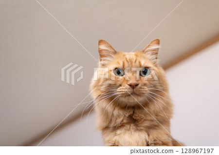 Sitting and staring brown tabby cat Sitting and staring brown tabby cat 128967197