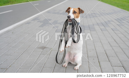 Playful Dog Excitedly Holding Leash in Its Mouth.  128967732
