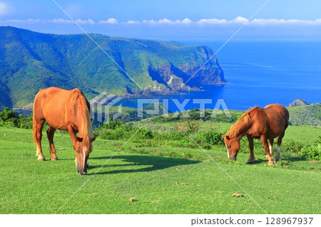 [Shimane Prefecture] Kuniga Coast as seen from Matengai Cliff (Nishinoshima, Oki Islands) 128967937