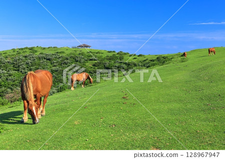 [島根縣] 晴朗天氣下的摩天岬展望台（隱岐諸島西之島） 128967947