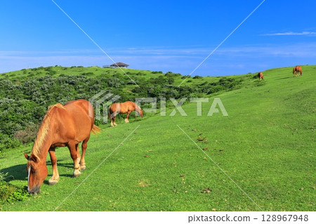 [島根縣] 晴朗天氣下的摩天岬展望台（隱岐諸島西之島） 128967948