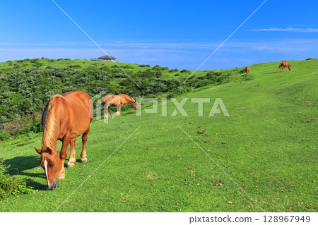 [島根縣] 晴朗天氣下的摩天岬展望台（隱岐諸島西之島） 128967949