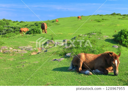 [Shimane Prefecture] Matengai Observatory on a clear day (Nishinoshima, Oki Islands) 128967955