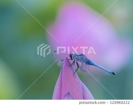 The dragonfly that fits in the lotus bud 128968222