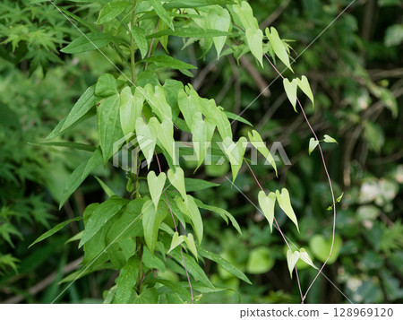 山藥科山藥屬植物山藥的葉 山藥科山藥屬植物山藥的葉 128969120