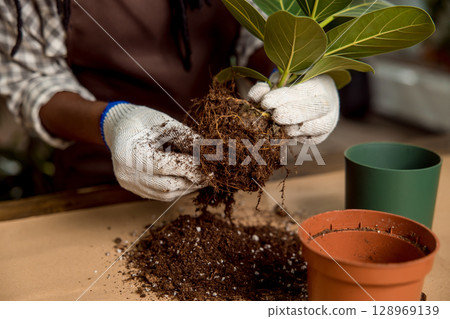 Close up picture of florist planting flowers 128969139