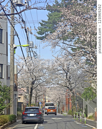 Japan outdoor park with car road and cherry blossom trees and sakura flowers Japan outdoor park with car road and cherry blossom trees and sakura flowers 128969262