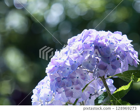 百合紫色繡球花 128969273
