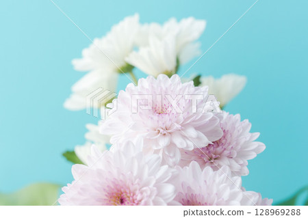粉紅色和白色的菊花在藍色背景下拍攝 05 128969288