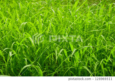 夏草 128969311