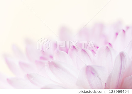 Macro shot of pink spray mum flowers on white background 03 Macro shot of pink spray mum flowers on white background 03 128969494