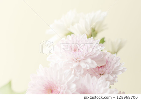 粉紅色和白色的菊花在米色背景下拍攝 03 粉紅色和白色的菊花在米色背景下拍攝 03 128969700