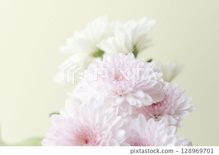 Pink and white spraymum flowers photographed against a beige background 04 128969701