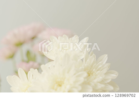 Pink and white spraymum flowers photographed against a beige background 05 128969702