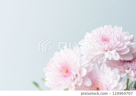 Pink spraymum flowers photographed against a light blue background 08 Pink spraymum flowers photographed against a light blue background 08 128969707