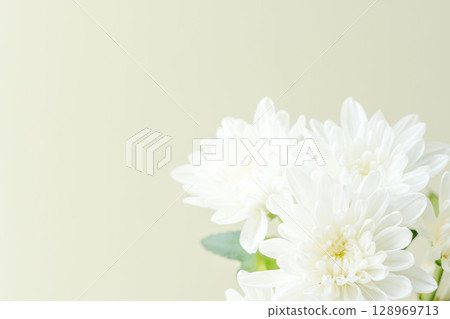 White spraymum flowers photographed against a beige background 02 128969713