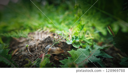 Deroceras agreste is a species of air-breathing land slug in the family Agriolimacidae. Its common names include field slug, grey field slug, milky slug, and northern field slug. Deroceras agreste on Deroceras agreste is a species of air-breathing land slug in the family Agriolimacidae. Its common names include field slug, grey field slug, milky slug, and northern field slug. Deroceras agreste on 128969788
