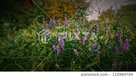 Vicia cracca - tufted vetch, cow vetch, bird vetch, blue vetch, boreal vetch, is a species of flowering plant in the pea and bean family Fabaceae. It is native to Europe and Asia. It occurs on other 128969789