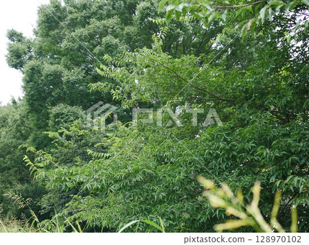 Trees bathed in sunlight in the forest. Feel the breeze through the sunlight filtering through the trees. Trees bathed in sunlight in the forest. Feel the breeze through the sunlight filtering through the trees. 128970102