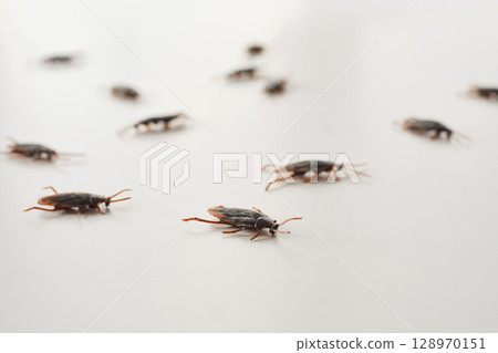Group of Cockroaches Crawling on White Surface Group of Cockroaches Crawling on White Surface 128970151