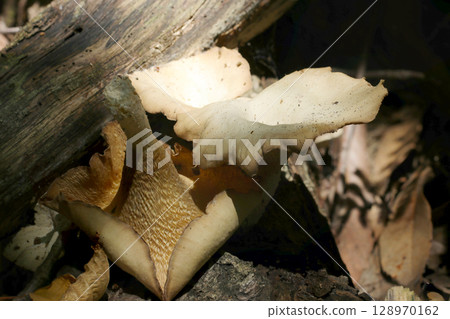 一朵灰褐色的大型黑松針蘑菇在初夏的陽光下閃閃發光（折疊，自然環境中的真菌王國微距攝影） 128970162