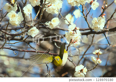 White-eye sucking plum nectar 128970180