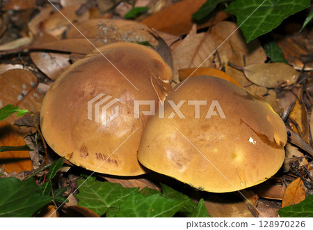 Miyamirogawari mushrooms that look just like dorayaki on the broadleaf forest floor (macro photography of fungi and mushrooms in the natural environment) 128970226