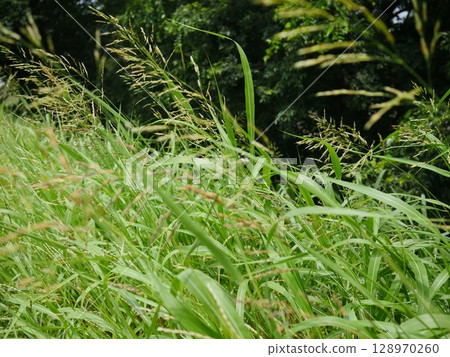 Grass family plants Copy space A scene on the bank Green path 128970260