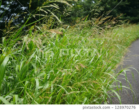 Grass family plants Copy space A scene on the bank Green path 128970276