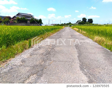 Scenery of an old farm road in a summer rice field with well-growing rice ears 128970505