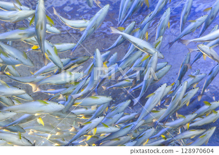 Migration fish 128970604