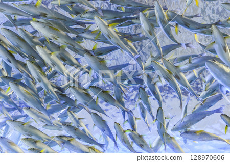 遷移魚類 128970606