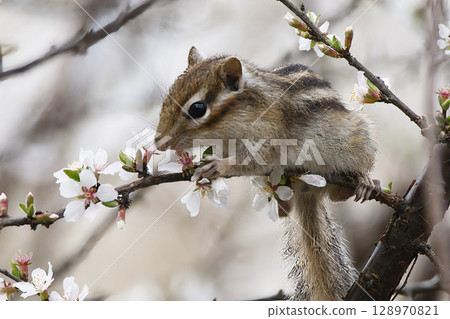 Chipmunk eating plum blossoms 128970821