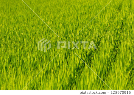 Midsummer rice fields: rice plants swaying in the wind Midsummer rice fields: rice plants swaying in the wind 128970916