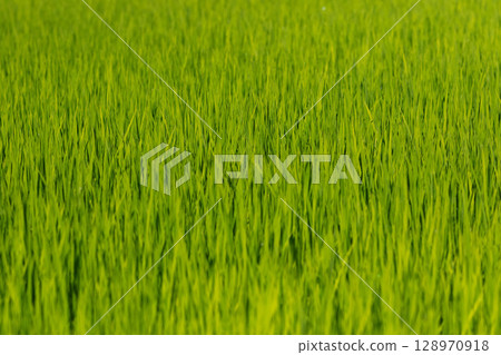 Midsummer rice fields: rice plants swaying in the wind Midsummer rice fields: rice plants swaying in the wind 128970918