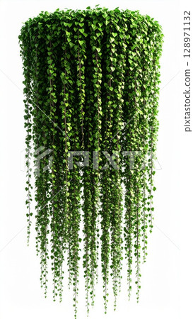 Green Ivy Plant Hanging Decoration on White Background Indoor Ornamental Green Ivy Plant Hanging Decoration on White Background Indoor Ornamental 128971132